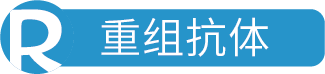 用于少突胶质细胞转录因子 2 (Olig2) 的兔单克隆重组抗体