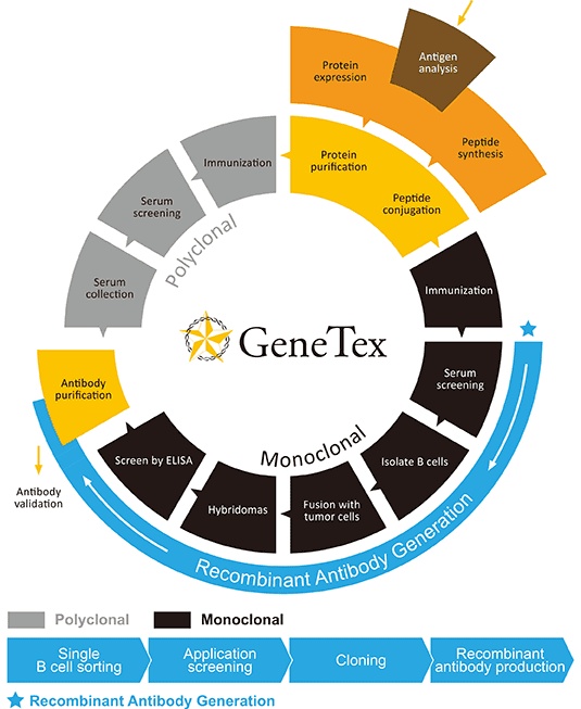 GeneTex 的故事