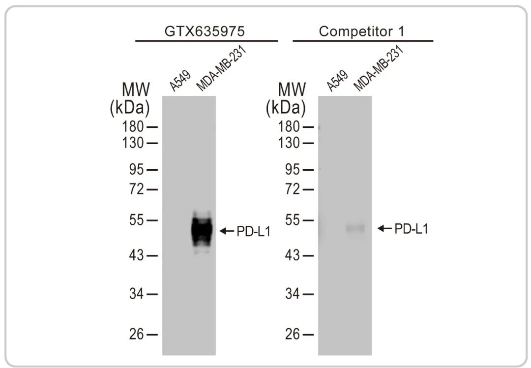 GeneTex 推出高质量PD-L1重组抗体