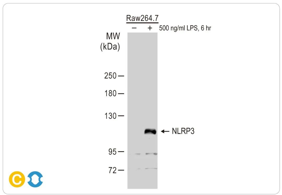 NEK7：NLRP3 炎性小体激活的重要调节剂