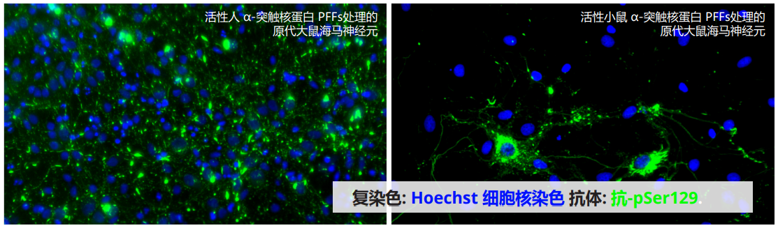 Alpha 突触核蛋白前体纤维原 (PFFs)