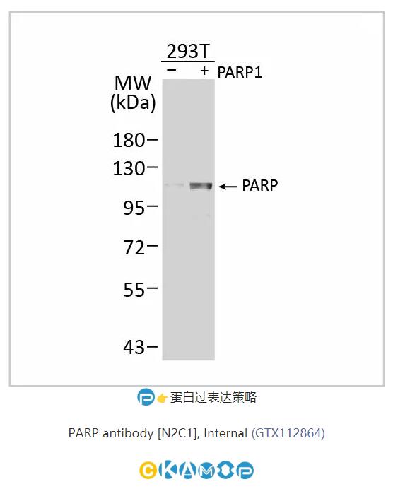 抗体五大支柱验证