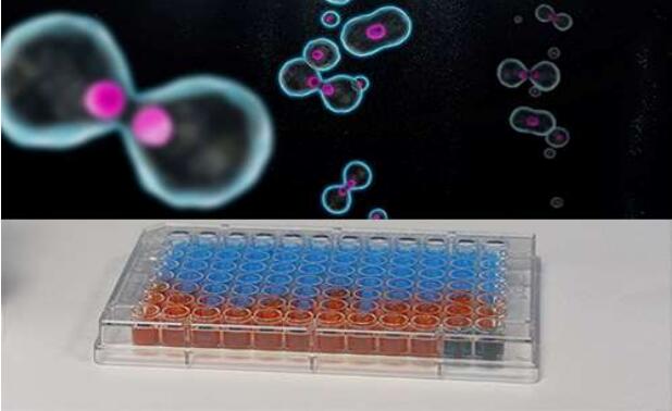 细胞增殖研究中使用alamar Blue的3个理由