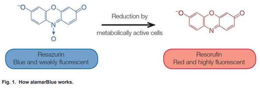 细胞增殖研究中使用alamar Blue的3个理由