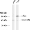 Synaptic Systems热销产品——c-Fos